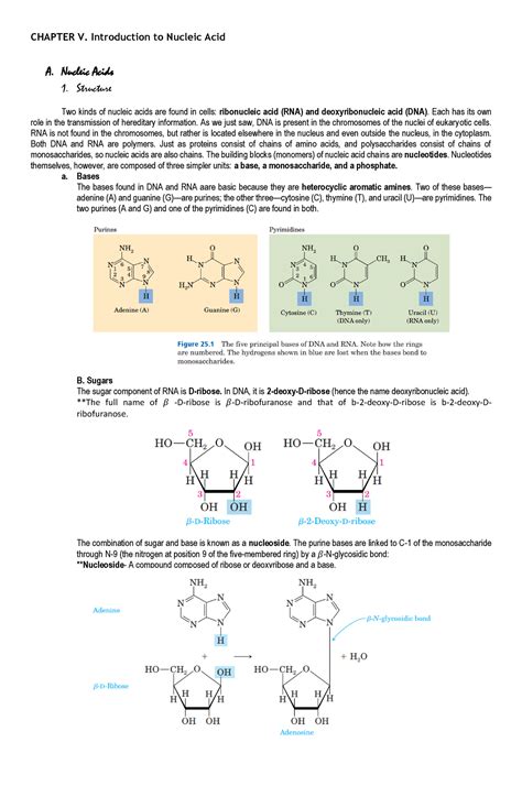 Nucleic Acids A Nucleic Acids 1 Structure Two Kinds Of Nucleic Acids Are Found In Cells