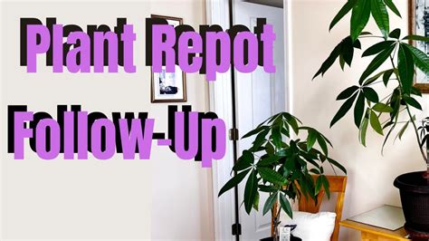 How To Repot Houseplants Easy Calla Lily Money Tree And More Youtube