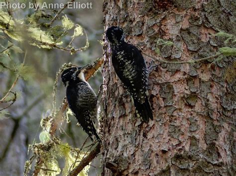 American Three Toed Woodpecker East Cascades Audubon Society