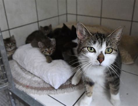 Tierheim Arnstadt Katzen