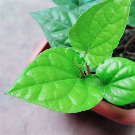 Betel Leaf Plant Care And Growing Guide Piper Betel Paan Care