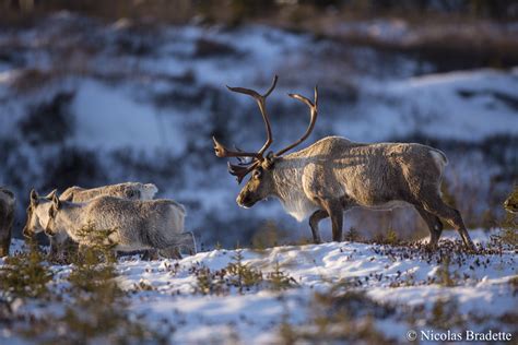 Progress Report On The Conservation And Recovery Of Boreal Caribou In