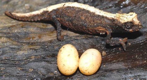 Photo Worlds Smallest Chameleon Discovered In Madagascar