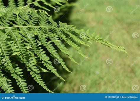 Amazing Green Fern Plant In A Garden Stock Image Image Of Fern Wild