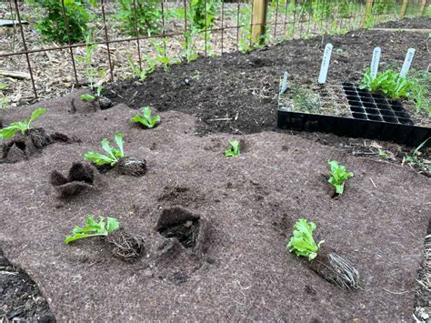 Zo Gebruik Je De Schapenwol Van Bio Kultura In Je Tuin