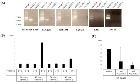 A VEGF A VEGFR 1 And VEGFR 2 MRNA Expression In Several OSCC Cell