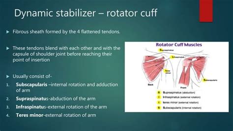 Recurrent Shoulder Dislocation And Management PPT