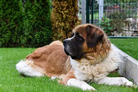 Saint Bernard Dog Breed Information, Pictures, Characteristics & Facts