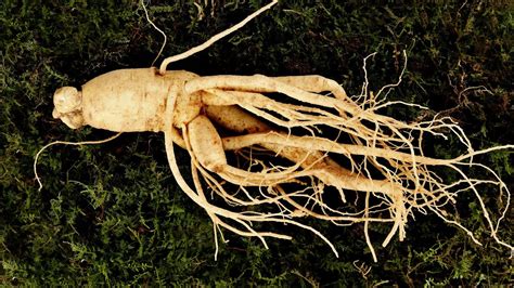 Ginseng And The Health Benefits Minute Microlearning Youtube