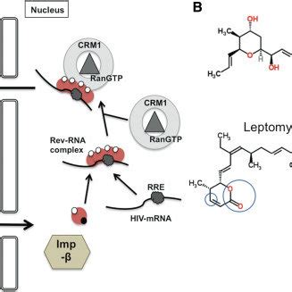 Schematic Representation Of Rev Mediated Nuclear Export Of HIV MRNAs