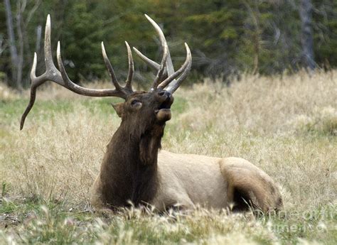 Bull Elk Bugling Photograph By Bob Christopher Fine Art America