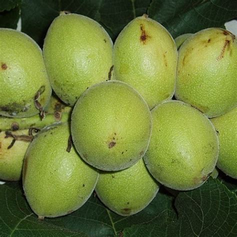 Nasiona Orzech Ajlantolistny Juglans Szt Nxx Juglans Ailantifolia