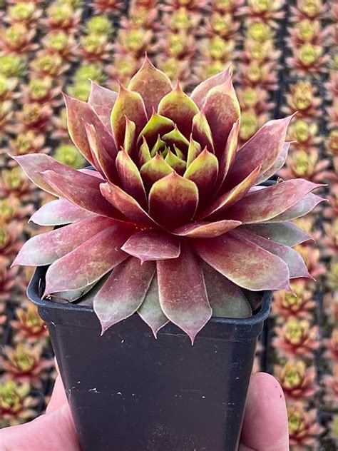 Sempervivum Gold Mine World Of Succulents