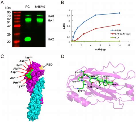 Epitope Mapping Of Hh5m9 A Western Blotting Analysis Of Hh5m9 With