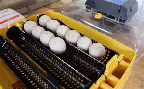 Hatching Turkey Eggs In An Incubator Hidden Heights Farm