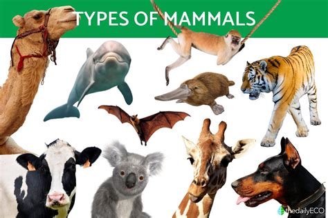Understanding Mammals - Key Characteristics, Types & Examples 