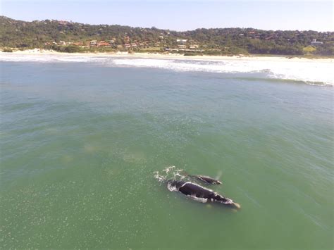 Baleia franca e filhote são avistados na praia do Rosa em Imbituba no