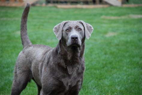 Silver Labrador | love labradors!! | Pinterest