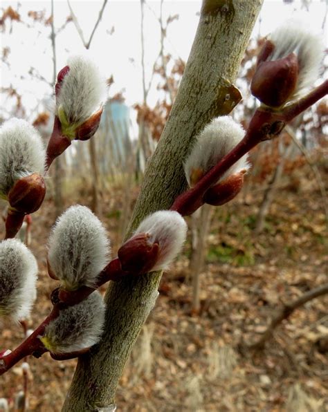 Pussy Willow Jeffries Nurseries