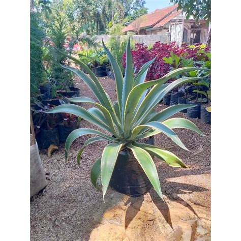 Jual Tanaman Agave Siklok Besar Tinggi Cm Shopee Indonesia