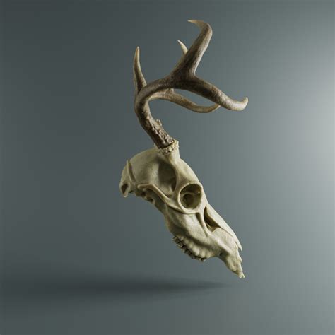 ArtStation - Deer skull | Resources