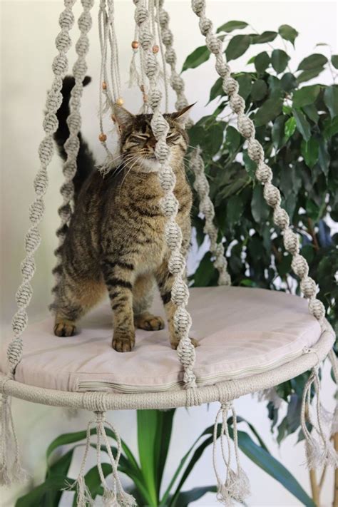 23 beautiful macramé cat beds that double as home decor Artofit