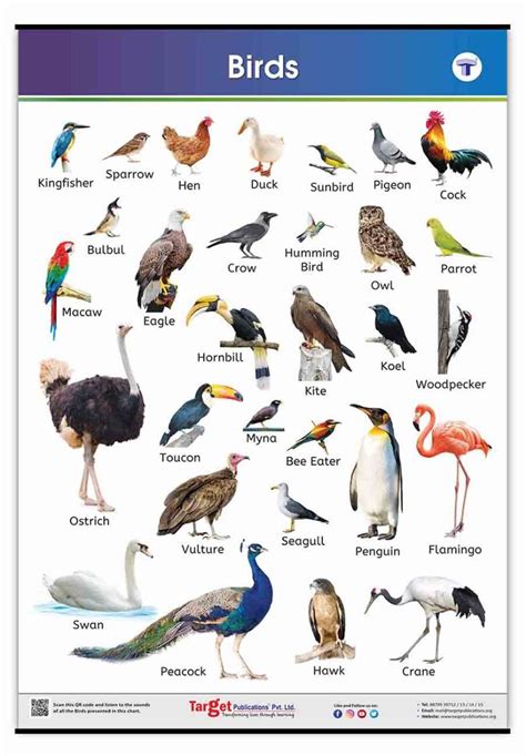 Bird Names Learning Chart Educational Learning Chart For Kids