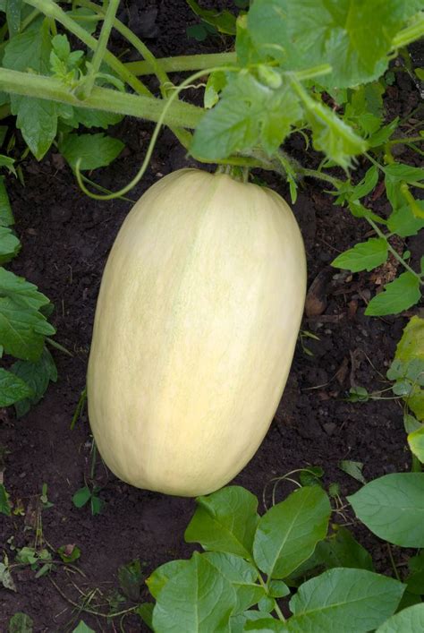 All The Scoop On Growing Spaghetti Squash Growing Spaghetti Squash Squash Seeds Spaghetti