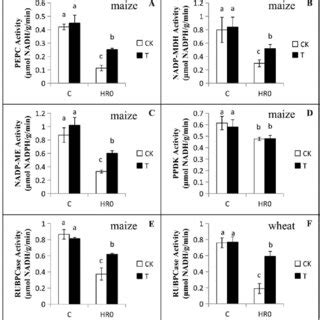 Effects Of The Different Concentration Of Exogenously Supplied