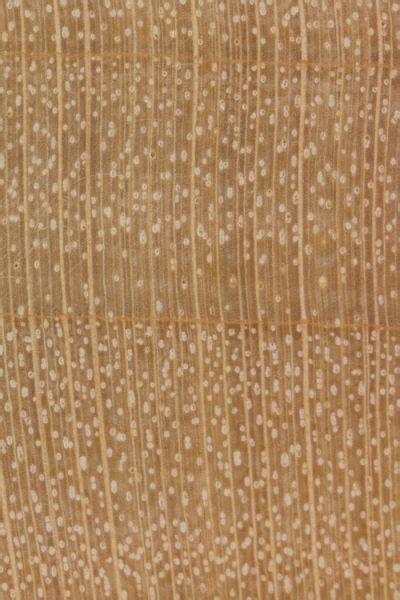 Black maple | The Wood Database (Hardwood)