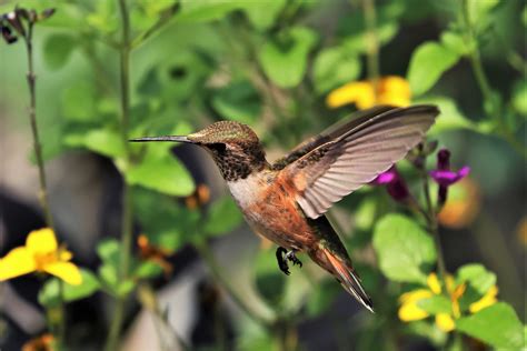 Rufous Hummingbird (Juvenile male) | FWS.gov