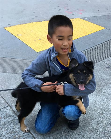 Dog of the Day: German Shepherd Mix Puppy | The Dogs of San Francisco