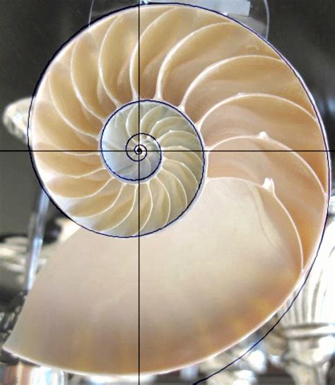 The Nautilus shell spiral as a golden spiral