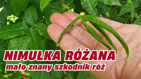 Nimułka różana mało znany szkodnik róż Rozaria pl YouTube