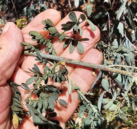 Mudgee Wattle From Glen Davis NSW 2846 Australia On May 18 2023 At 11