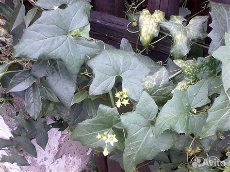 Лекарственное растение переступень белый (бриония) купить в Салавате ...