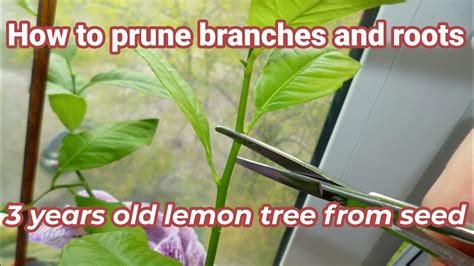 How To Prune Indoor Lemon Tree 3 Year Old Lemon Tree I Ve Grown From Seed 1 Year Update Part 2