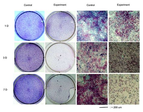 Alkaline Phosphatase Staining The Alkaline Phosphatase Positive Download Scientific Diagram