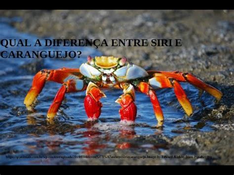 QUAL A DIFERENÇA ENTRE SIRI E CARANGUEJO YouTube