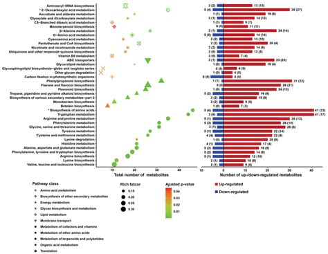 Bubble Plot Depicting Results Of Metabolic Pathway Enrichment Analysis