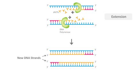 Pcr Overview Goldbio