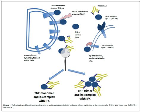 Emerging Mechanisms Of Action And Loss Of Response To Infliximab