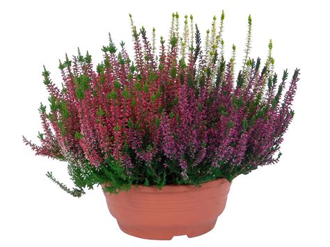 Knospenblüher Heide Calluna vulgaris Topf Ø ca 13 cm kaufen bei OBI