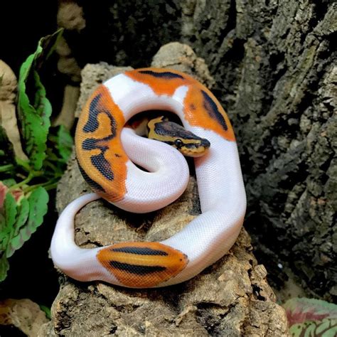 Albino Black Pastel Enchi ball python for sale from best ball python ...