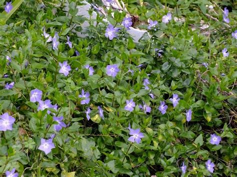 Plantfiles Pictures Vinca Species Common Periwinkle Creeping Myrtle