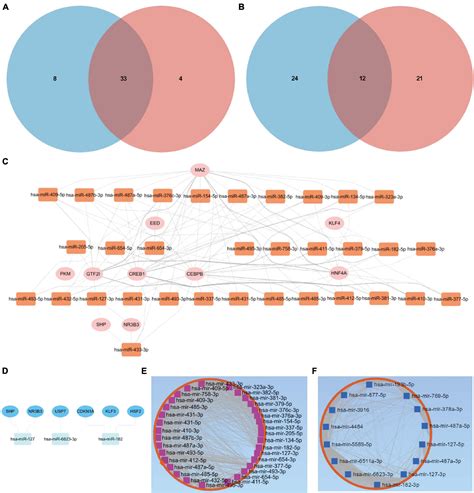 Frontiers A Comprehensive Genomic Analysis Constructs MiRNAmRNA