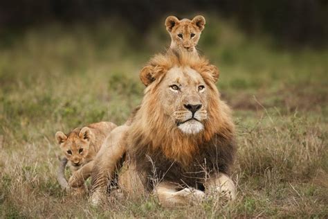 Lion Cubs with Dad : r/hardcoreaww