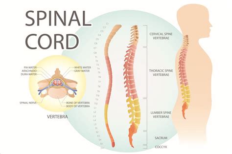 The Spinal Cord & Spinal Nerves - Spine Info