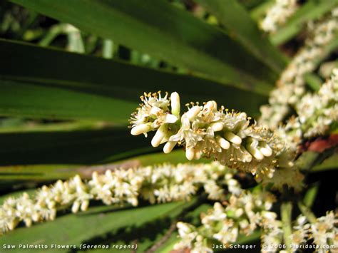 Serenoa repens