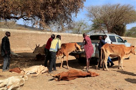 Maasai Herders In Kenya Struggle To Sell Starving Cattle During The